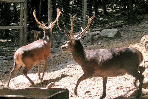 PASSIONE PER IL CERVO